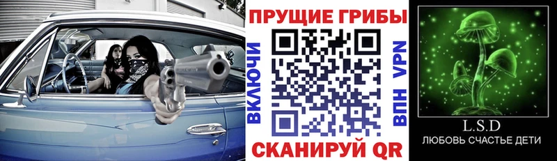 Галлюциногенные грибы Psilocybine cubensis  Горно-Алтайск 