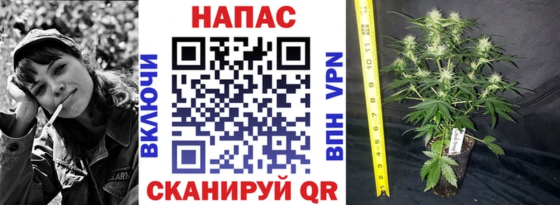 Бошки марихуана Amnesia  блэк спрут ссылка  Горно-Алтайск 
